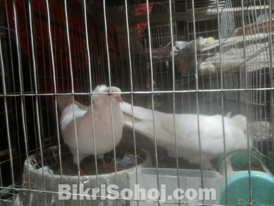 কবুতর বোম্বাই
